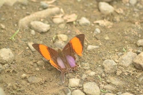 Pansy Daggerwing
