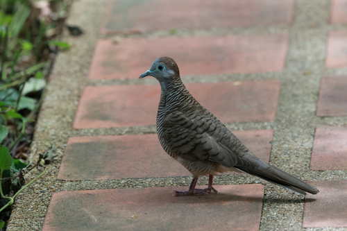 Zebra Dove