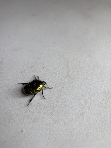 Protaetia mandschuriensis drumonti