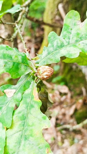 Oak Artichoke Gall Wasp