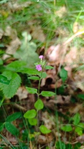 Wild Basil