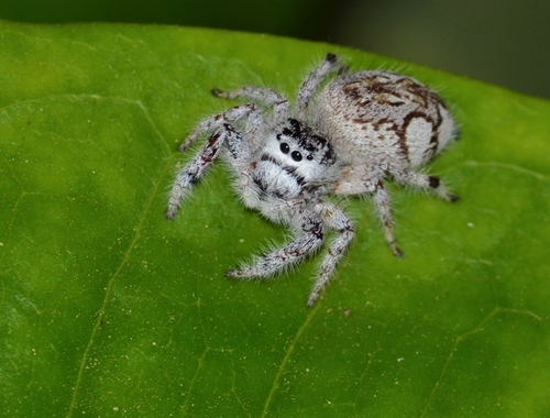 Paraphidippus fartilis