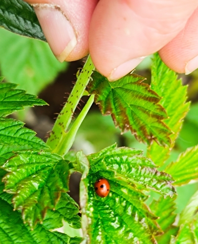 5-spotted Lady Beetle