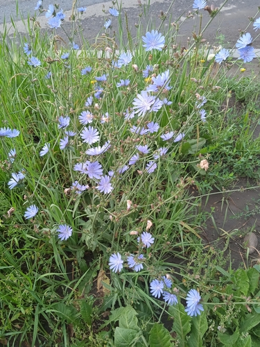 chicory