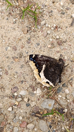 Mourning Cloak