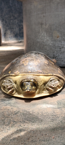 Indian Flapshell Turtle
