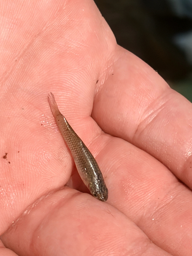 Western Mosquitofish