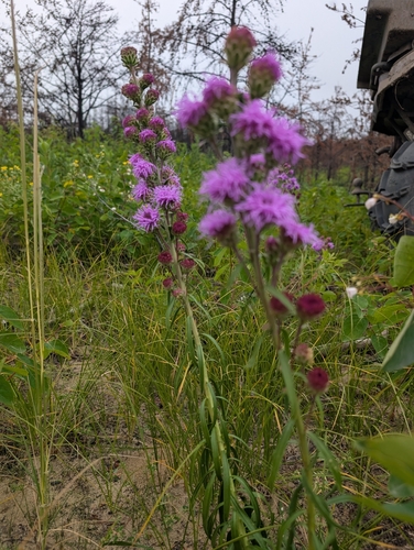 Rocky Mountain blazing star