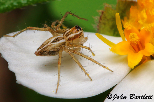 Striped Lynx Spider