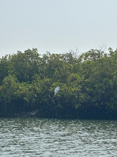 Great Egret
