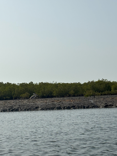 Pink-backed Pelican