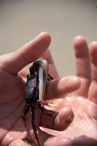 West African Fiddler Crab