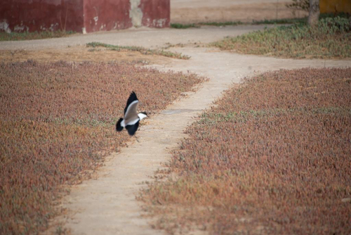 Spur-winged Lapwing