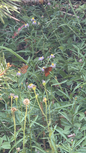 iNaturalist observation photo of Greater Fritillaries