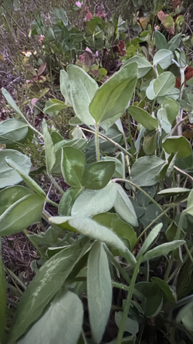 Red Clover