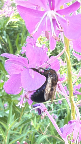 iNaturalist observation photo of Large Carpenter Bees