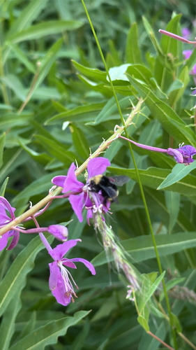 iNaturalist observation photo of Yellow-faced Bumble Bee