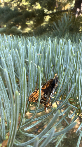 iNaturalist observation photo of Hoffmann's Checkerspot