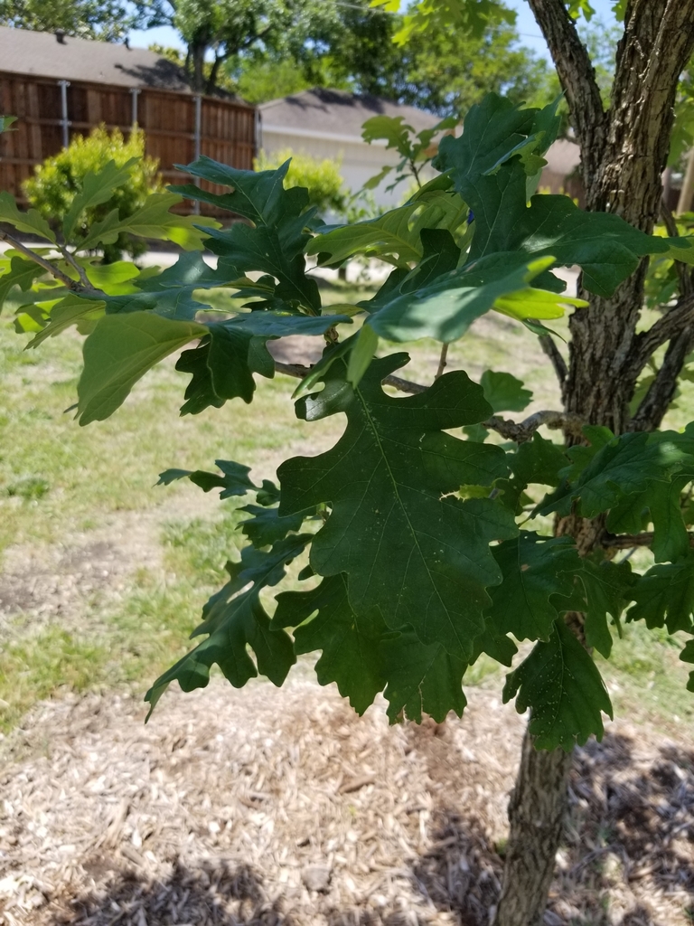 bur oak from Dallas, Texas 75254, EE. UU. on May 06, 2020 at 12:42 PM ...