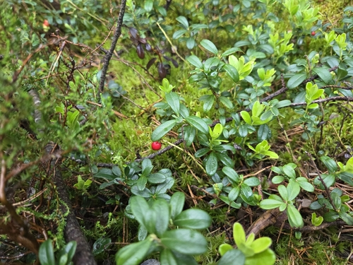 Lingonberry