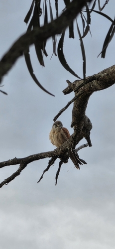 Nankeen Kestrel