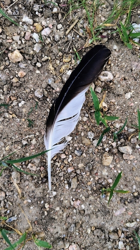 Red-wattled Lapwing