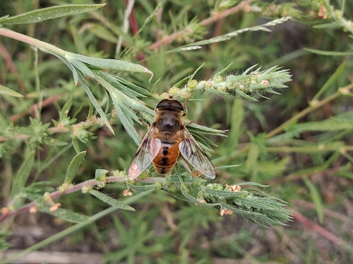 Common Drone Fly