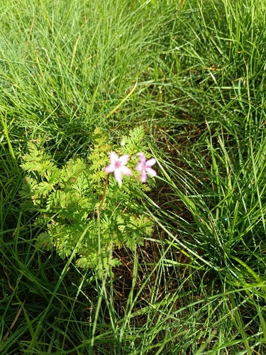 Redstem Stork's-bill