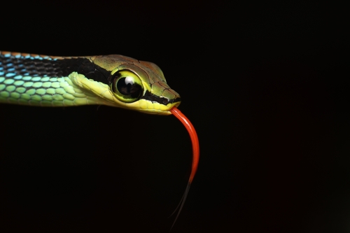 Elegant Bronzeback