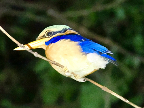 Rufous-collared Kingfisher