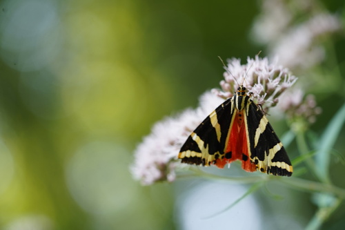 Jersey Tiger