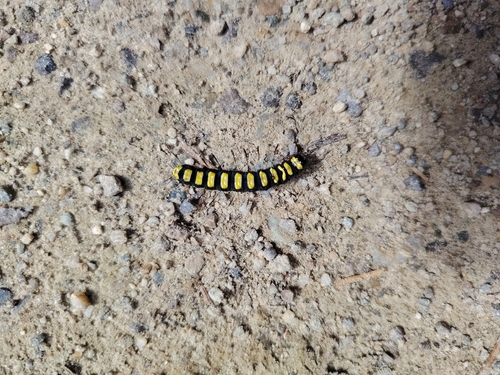 Alder Moth