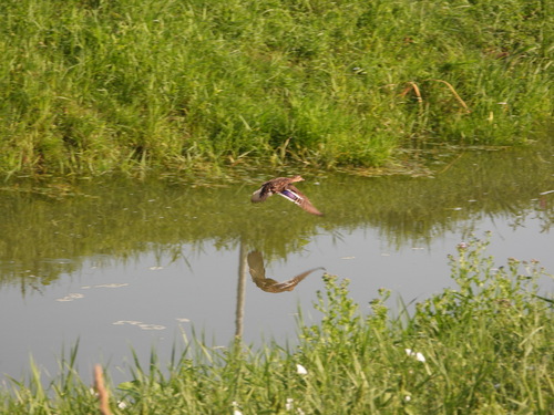 Mallard
