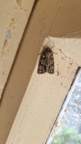 Knot Grass Moth