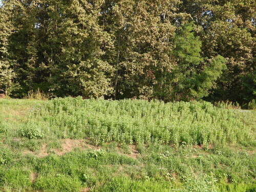 common milkweed