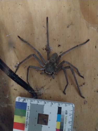 Green-bellied Huntsman Spider