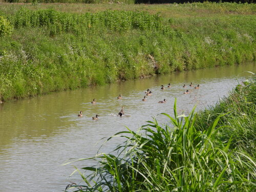 Mallard