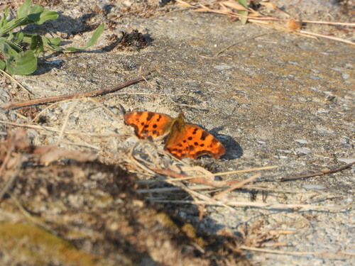 European Comma