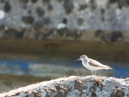 Common Sandpiper