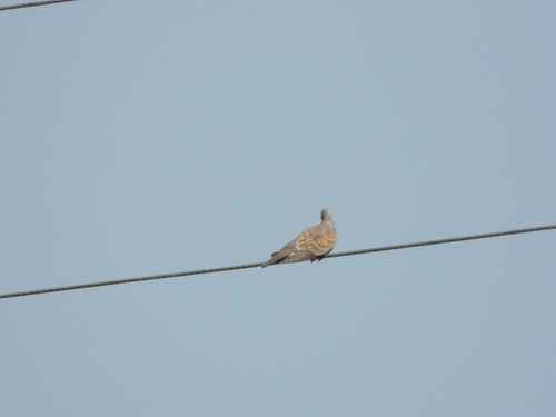 European Turtle-Dove