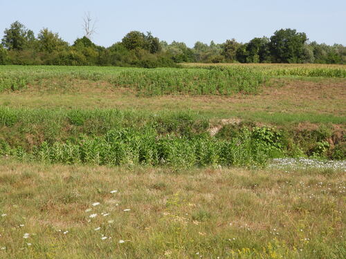 common milkweed