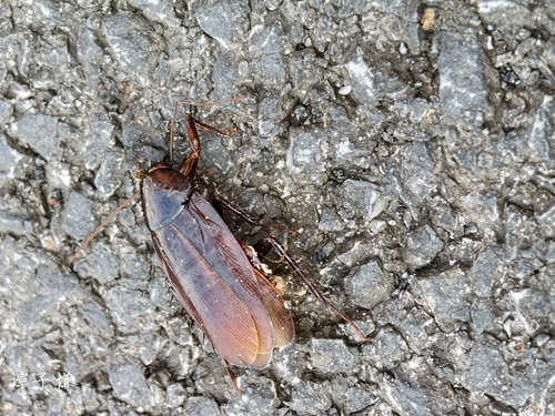Smokybrown Cockroach