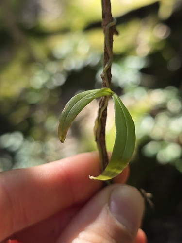 Common tangle orchid