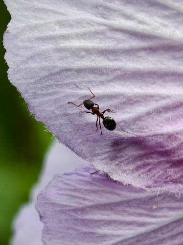 Dolichoderus sibiricus