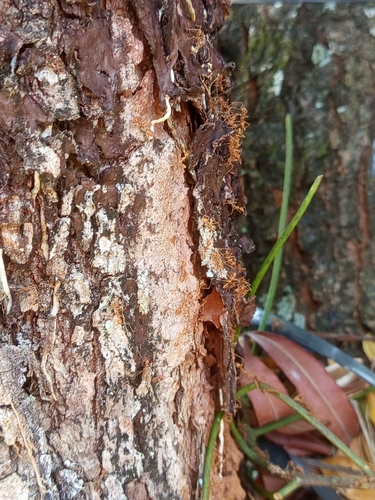 Asian Weaver Ant