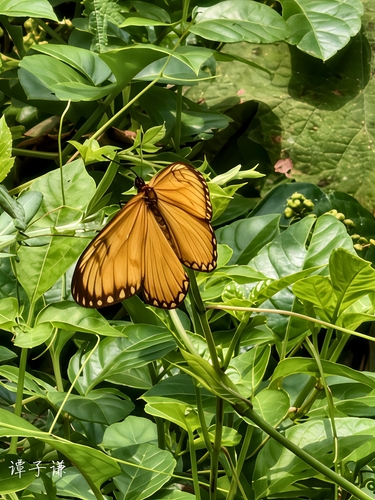 Yellow Coster