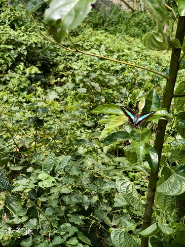 Common Bluebottle