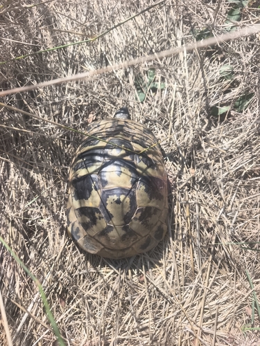 Hermann's Tortoise