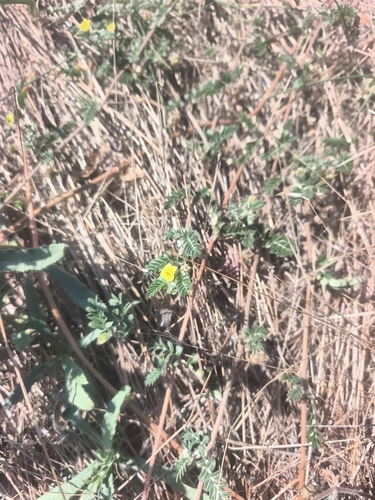 puncture vine