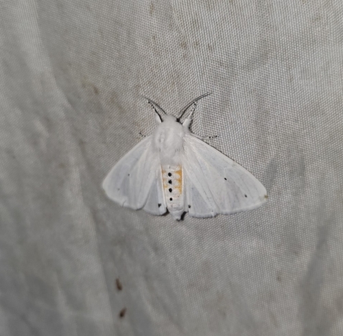 Virginian Tiger Moth